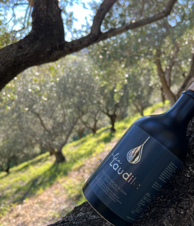 Laudile Olio Extravergine di Oliva di Caffetteria Stazione 2024 - Ceramica 500ml