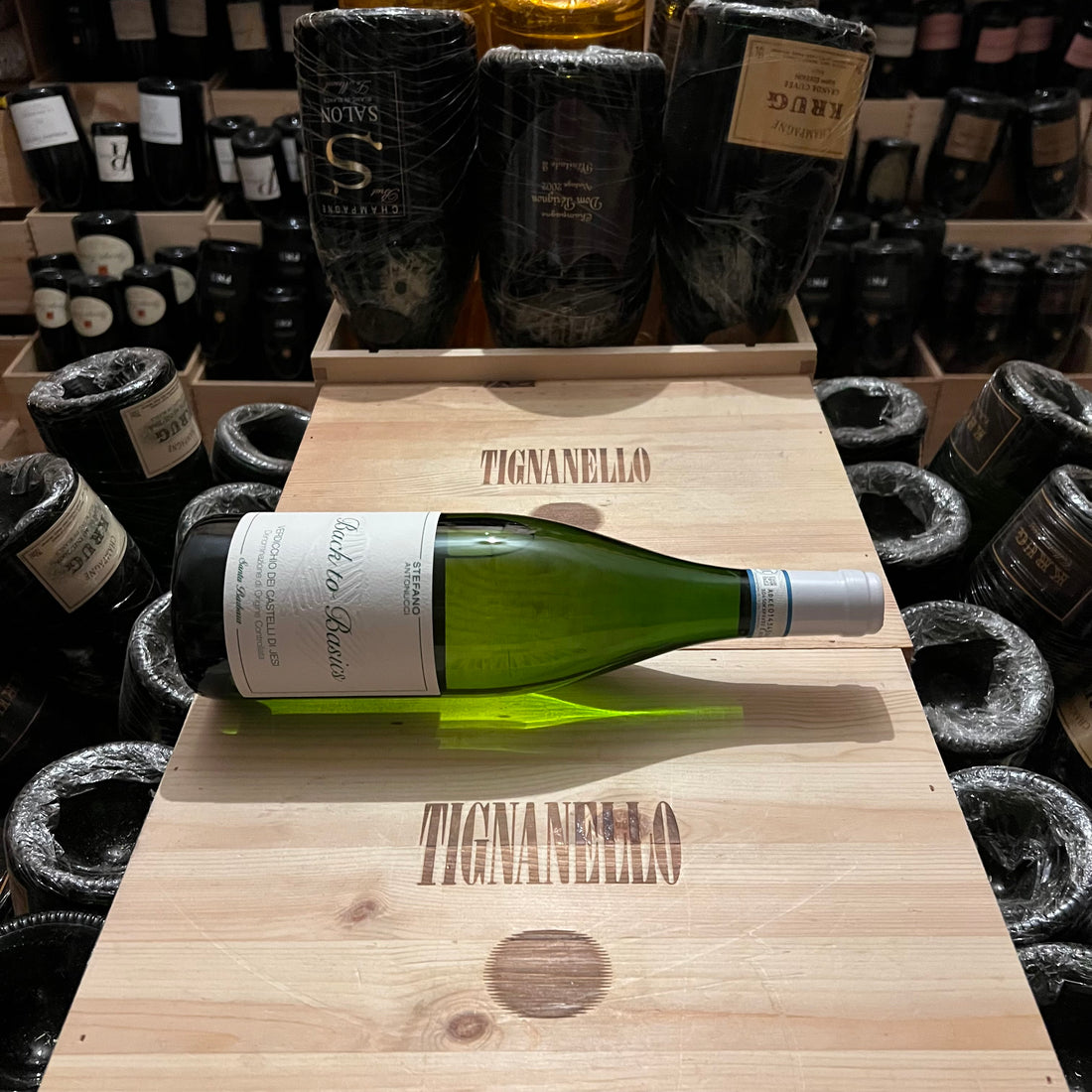 Back to Basics 2023 Verdicchio dei Castelli di Jesi DOC Santa Barbara
