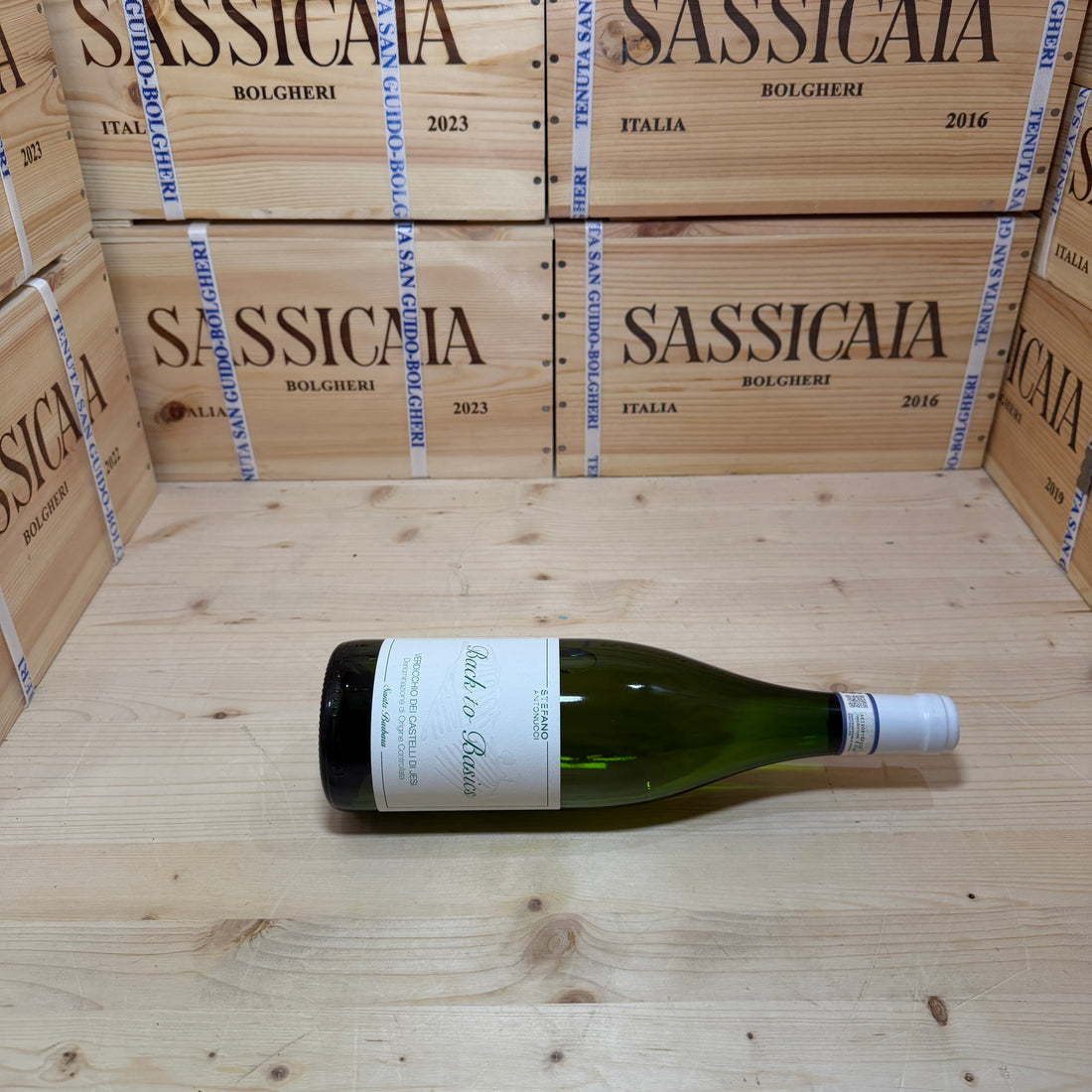 Back to Basics 2024 Verdicchio