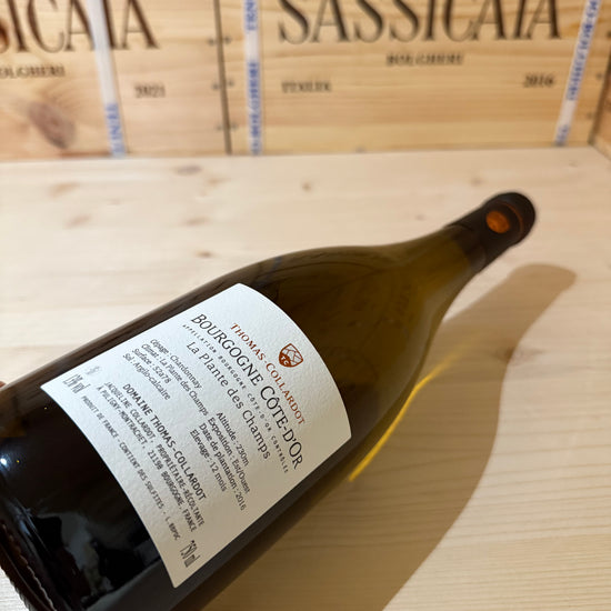 Bourgogne Blanc La Plante des Champs 2021 Thomas-Collardot