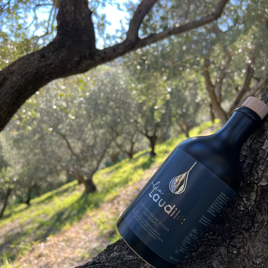Laudile Olio Extravergine di Oliva di Caffetteria Stazione 2024 - Ceramica 500ml